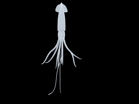 Cumi-cumi animasi Model 3D