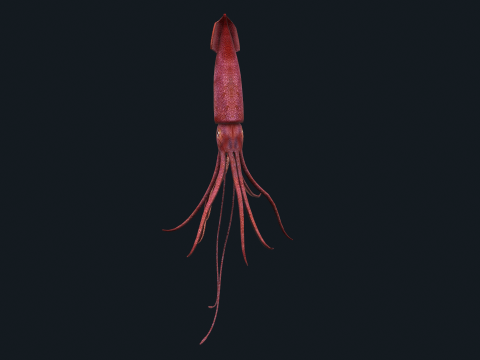 Animated squid 3D Model
