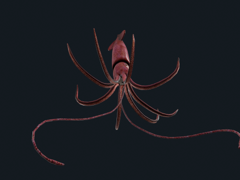 Animated squid 3D Model