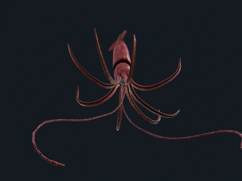 Cumi-cumi animasi Model 3D