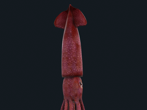 Animated squid 3D Model