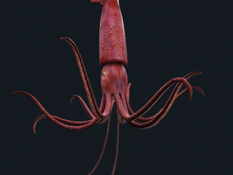 Animated squid 3D Model