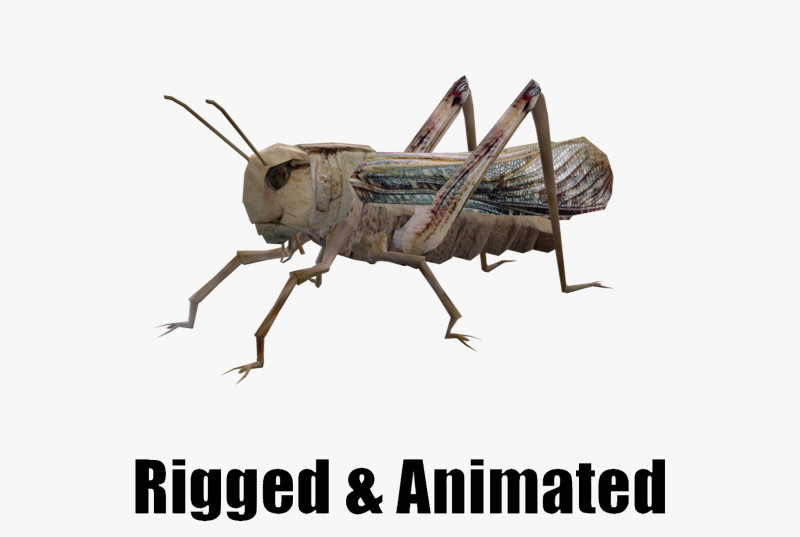 Animated Locust Grasshopper 3D Model .c4d .max .obj .3ds .fbx .stl .blend 
