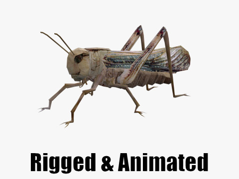 Animated Locust Grasshopper 3D Модель