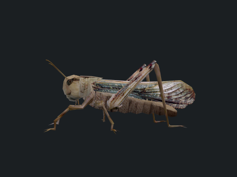 Animated Locust Grasshopper 3D Model