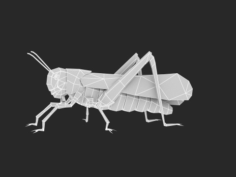 Animated Locust Grasshopper 3D Model