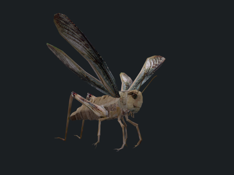 Animated Locust Grasshopper 3D Model