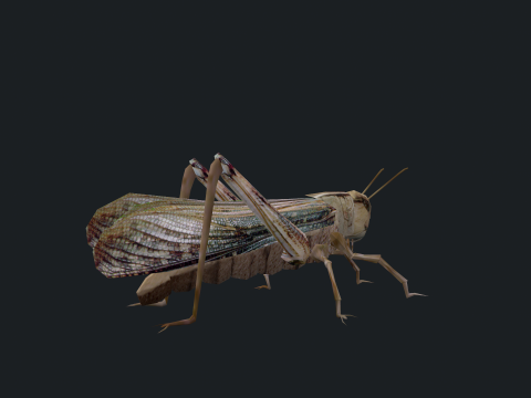 Animated Locust Grasshopper 3D Model