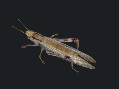Animated Locust Grasshopper 3D Model