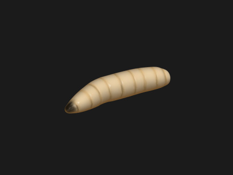 Animated maggot 3D 模型