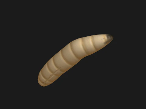 Animated maggot 3D Model
