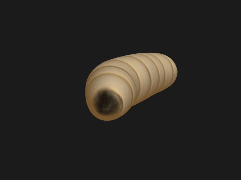 Animated maggot 3D Model