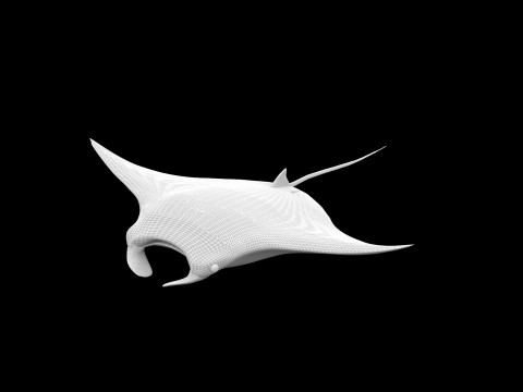 Animated manta ray Model 3D
