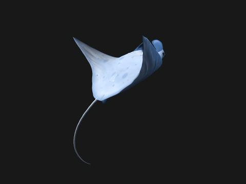 Animated manta ray Model 3D