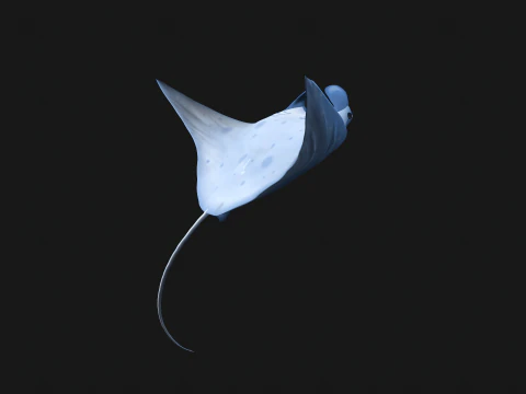 Animated manta ray 3D Model