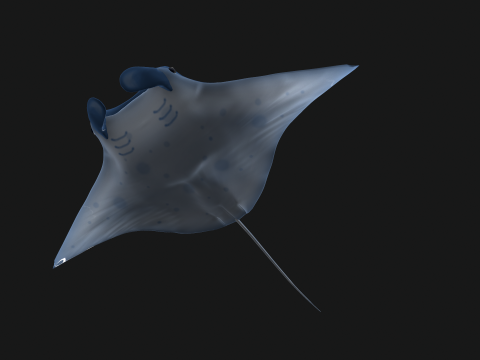 Animated manta ray Model 3D