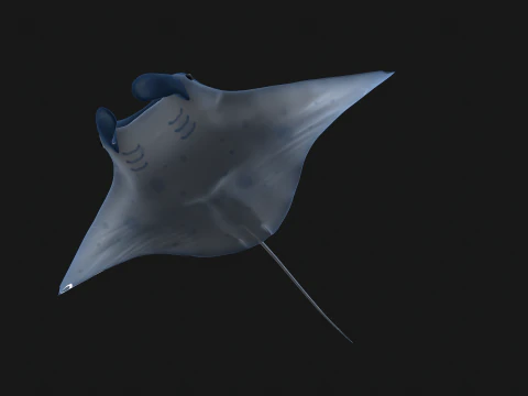 Animated manta ray 3D Model