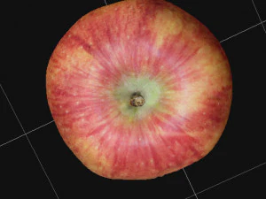 Apple 3D Model