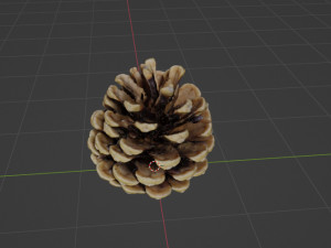 Cedar cone 3D-Modell