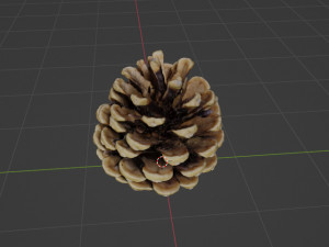 Cedar cone Model 3D