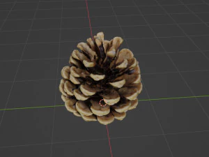 Cedar cone 3D Model