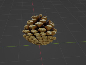 Cedar cone Model 3D