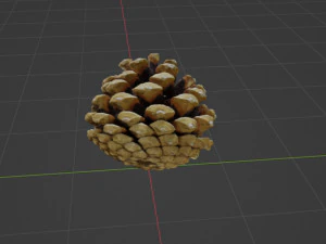 Cedar cone 3D Model