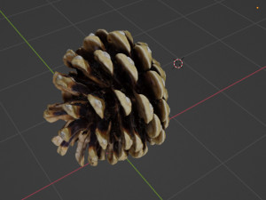 Cedar cone Model 3D