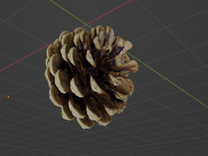 Cedar cone Model 3D