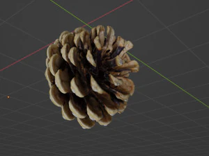 Cedar cone 3D Model