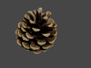 Cedar cone Model 3D