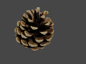 Cedar cone 3D Model