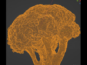Broccoli Modèle 3D