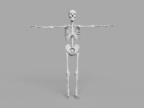 Human Skeleton 3D 模型
