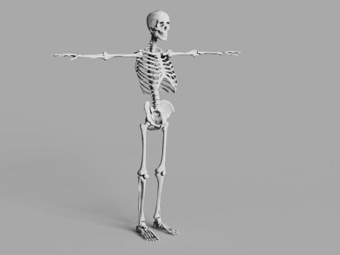 Human Skeleton 3D 모델