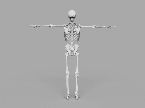 Human Skeleton 3D 모델