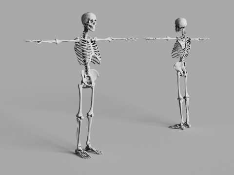 Human Skeleton 3D 모델