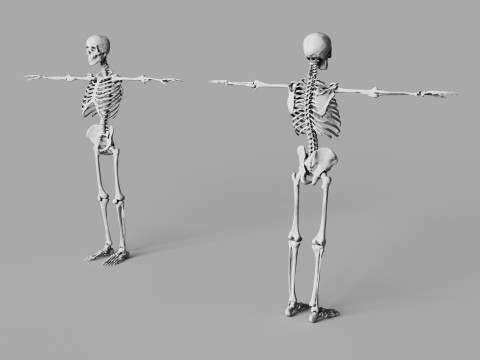 Human Skeleton 3D 모델
