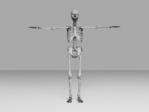 Human Skeleton 3D 모델