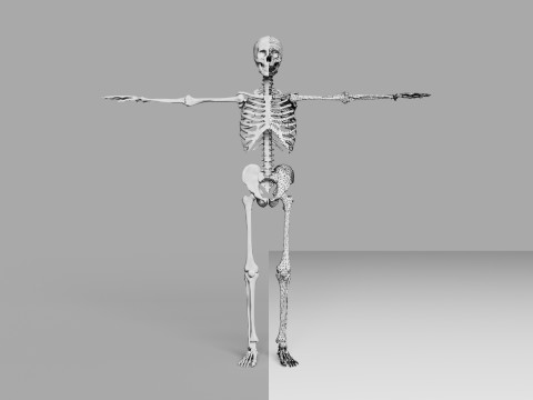 Human Skeleton 3D 모델