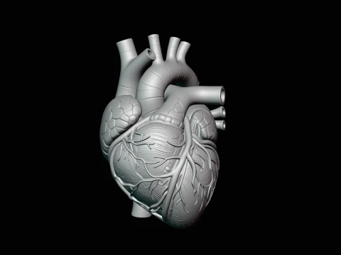 Anatomical Human Heart Model Design 2 - 3D Print Model 3D Print Model