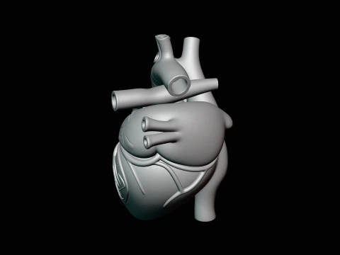 Anatomical Human Heart Model Design 2 - 3D Print Model 3D Print Model