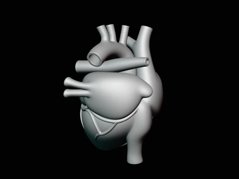 Anatomical Human Heart Model Design 2 - 3D Print Model 3D Print Model