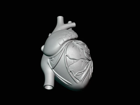 Anatomical Human Heart Model Design 2 - 3D Print Model 3D Print Model