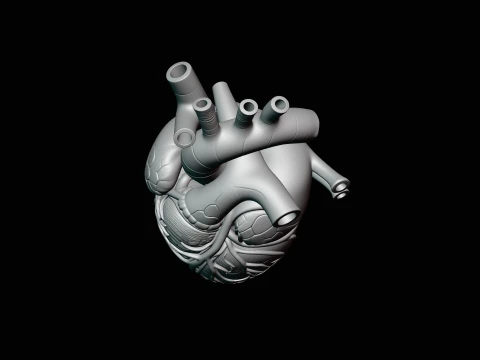 Anatomical Human Heart Model Design 2 - 3D Print Model 3D Print Model
