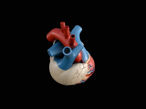 Anatomical Human Heart Model Design 3 - 3D Print Model 3D Print Model