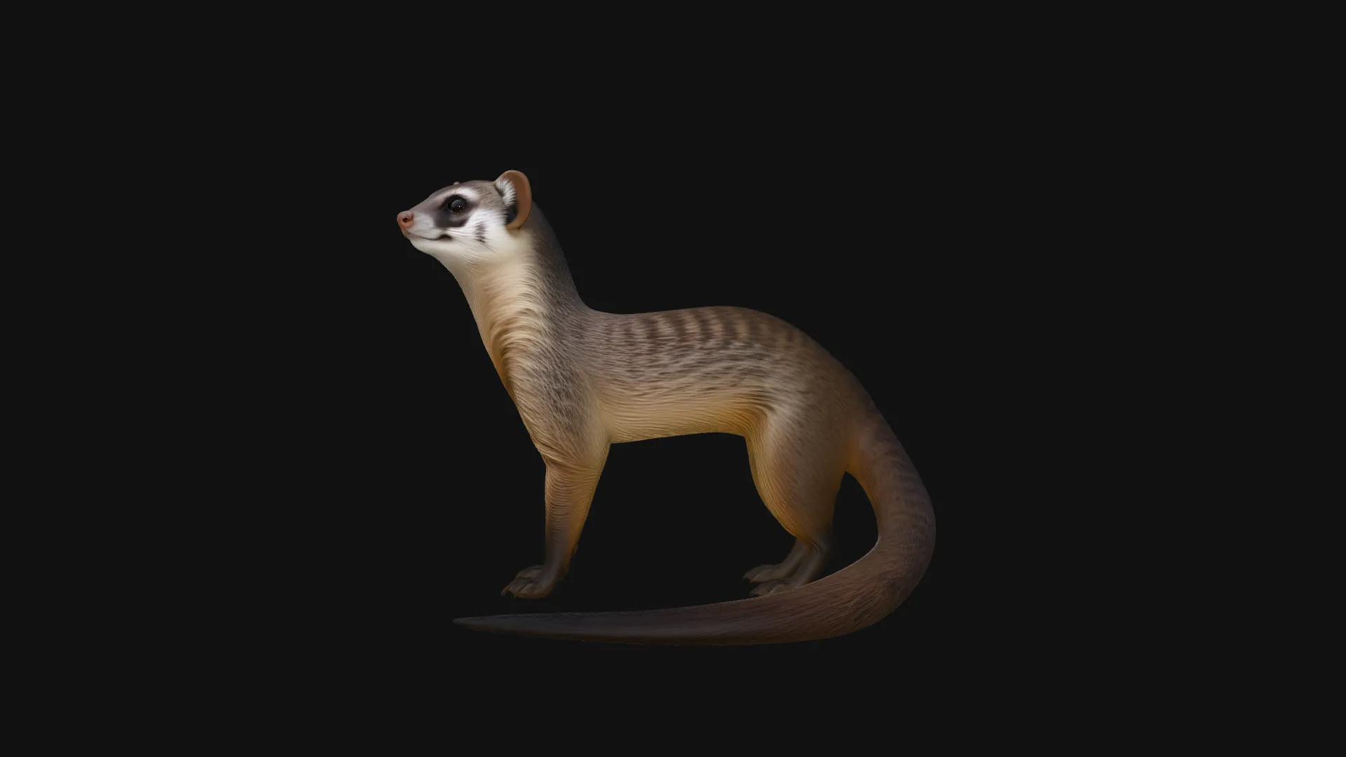 Banded Mongoose Statue Design 3 - 3D Print Model 3D Print Model .c4d .max .obj .3ds .fbx .stl .blend 