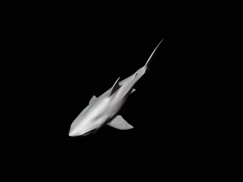 Great White Shark Statue Design 7 - 3D Print Model 3D Print Model