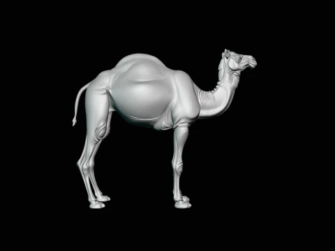 Dromedary Camel Statue Design 1 - 3D Print Model 3D Print Model