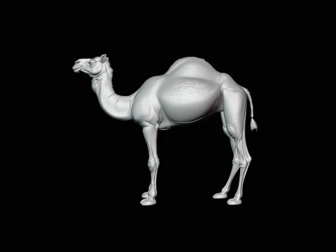 Dromedary Camel Statue Design 3 - 3D Print Model 3D Print Model